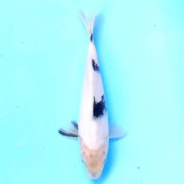Shiro 19 cm