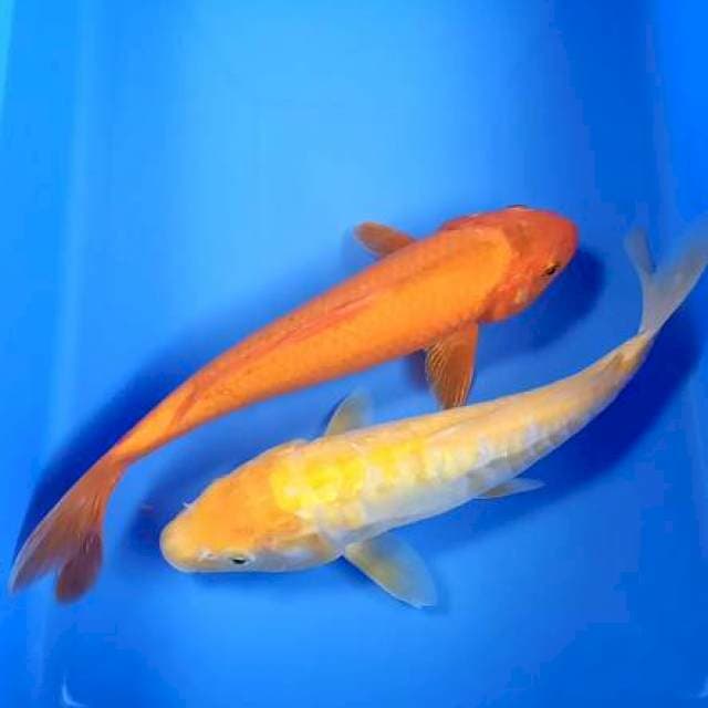 Orenji & karashi mata merah 25cm