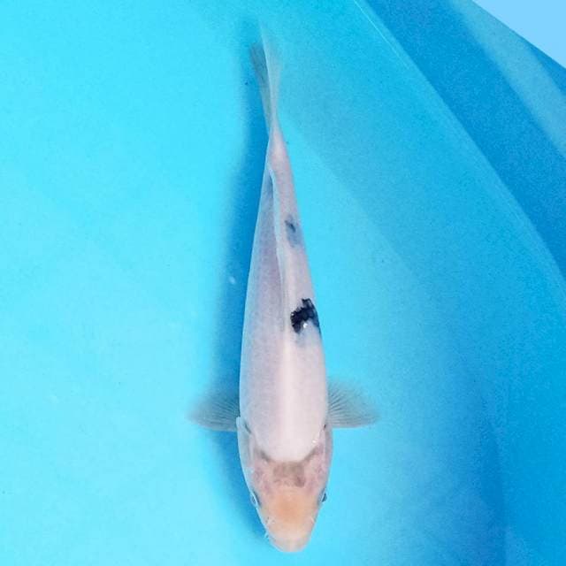Shiro 19 cm