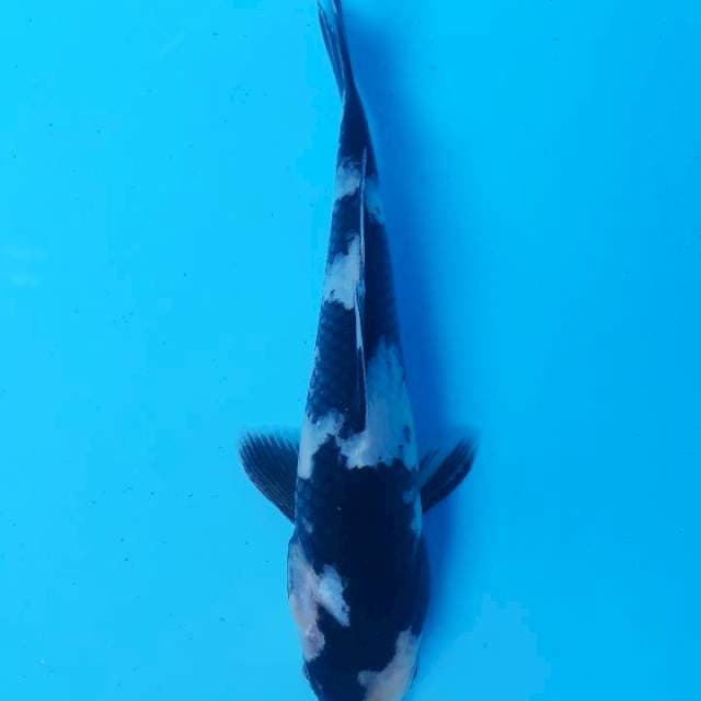 Samuri 20 cm