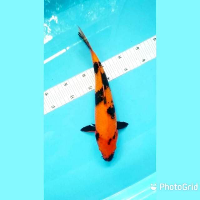 Hiu 33cm female