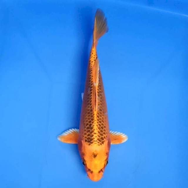 Aka matsuba 18cm