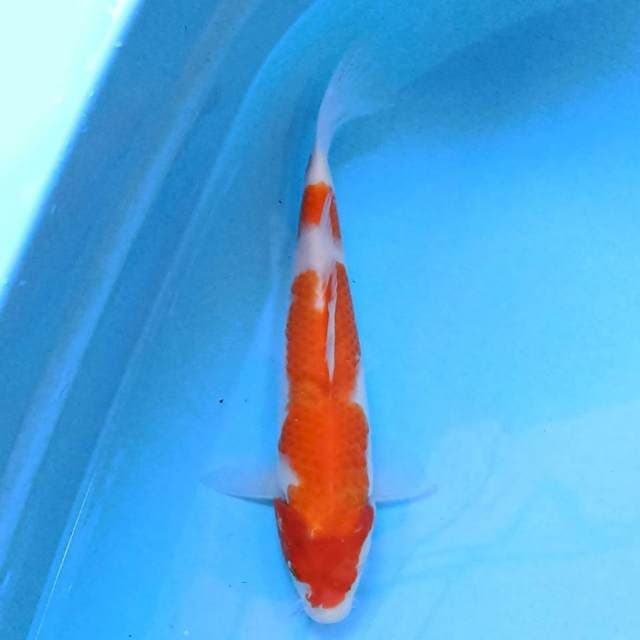 Kohaku 24 cm