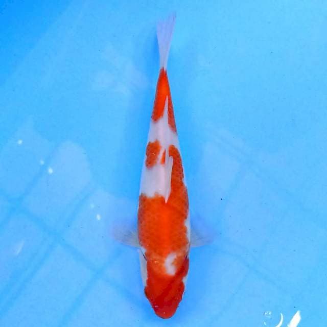 Kohaku 23 cm