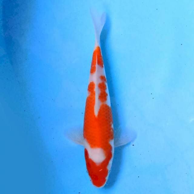 Kohaku 21 cm