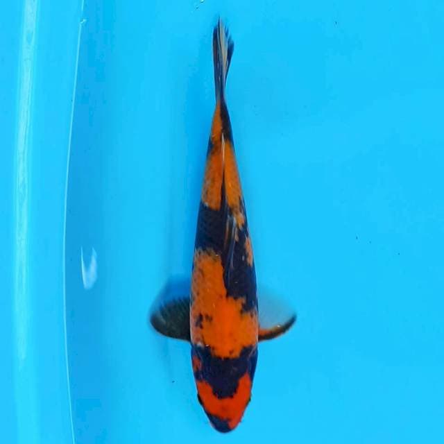 Hi Utsuri 25 cm