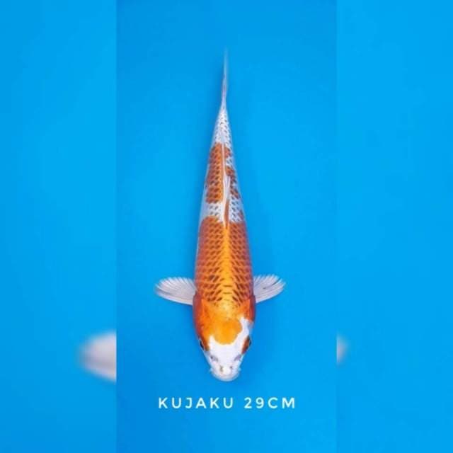 Kujaku sq