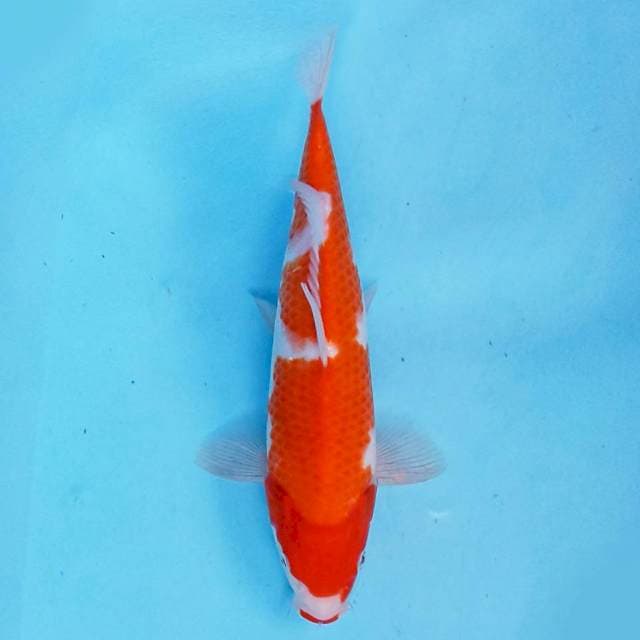 Kohaku 27 cm
