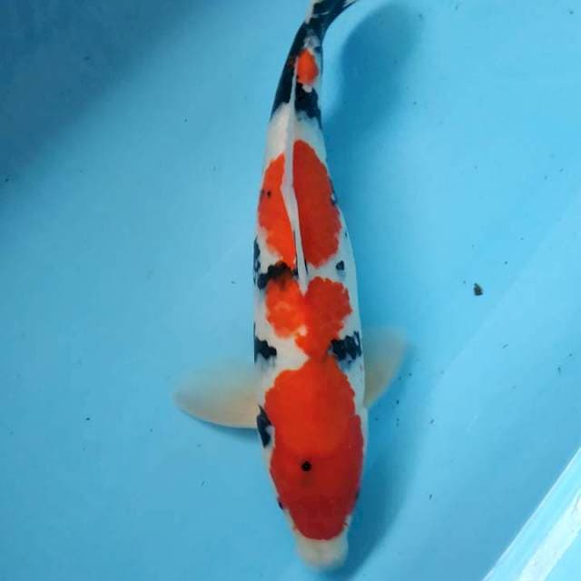 Showa 37cm