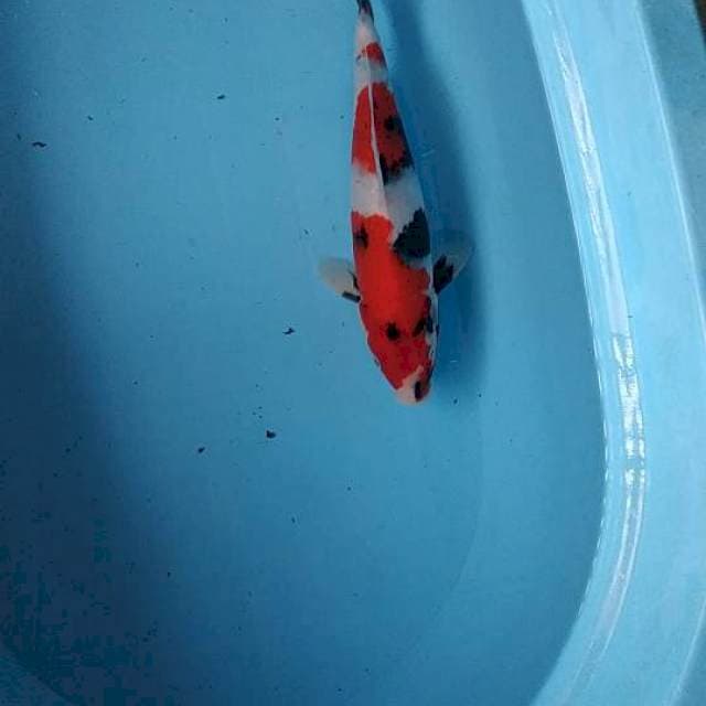 Showa red strong 32cm