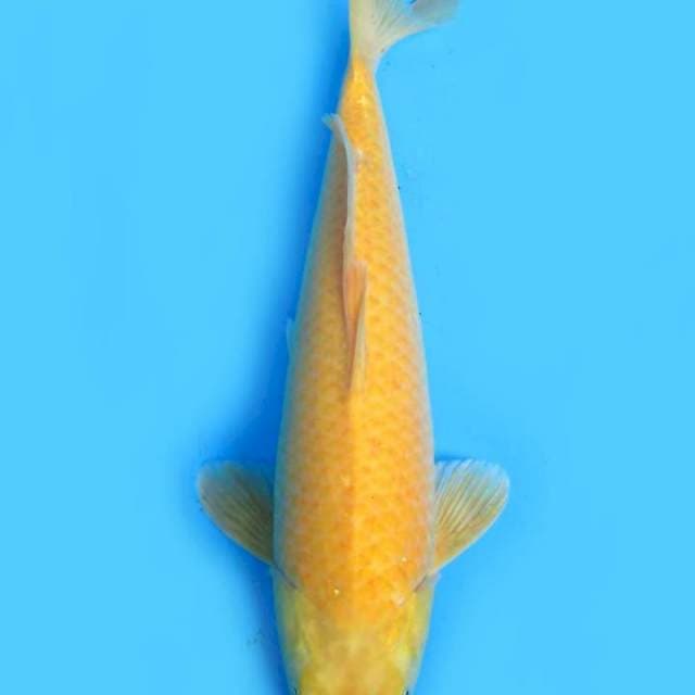 Karashi male 42 cm