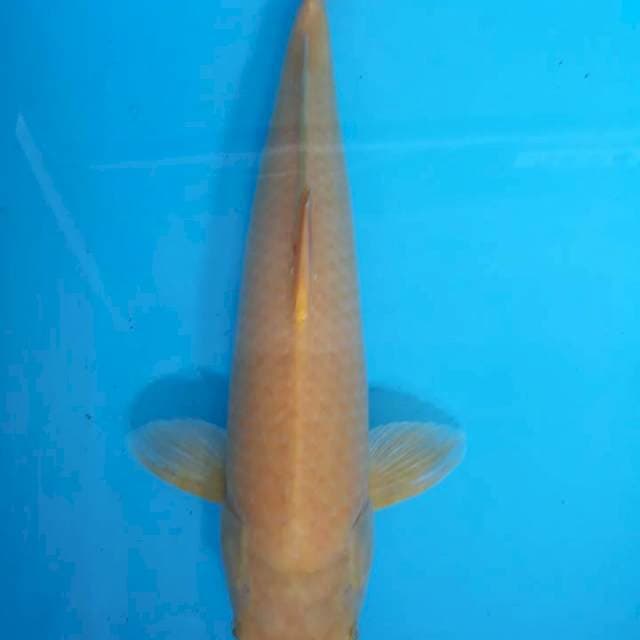 Laila