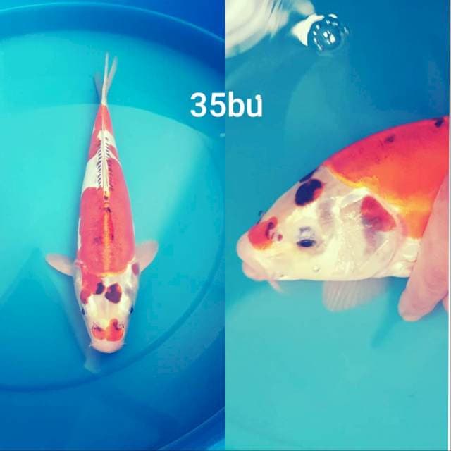 KIKORYU MERAH MERONA MUNUK 35BU