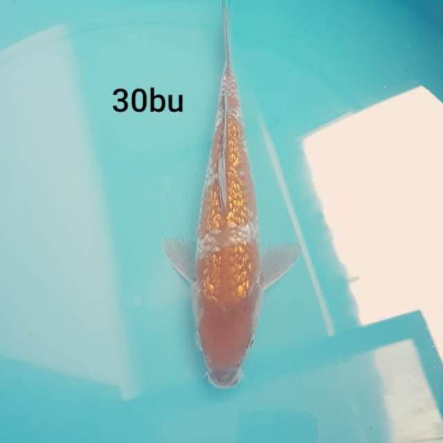 OCHIBA 30BU