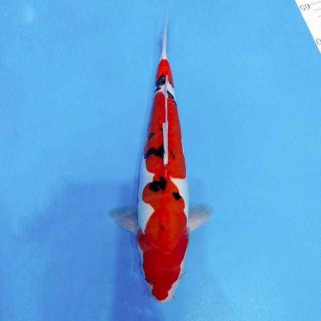 SANKE DOITSU JANTAN 32CM