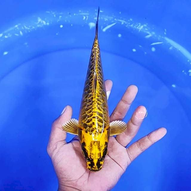 2. Mukasi Aragoke || 24 cm