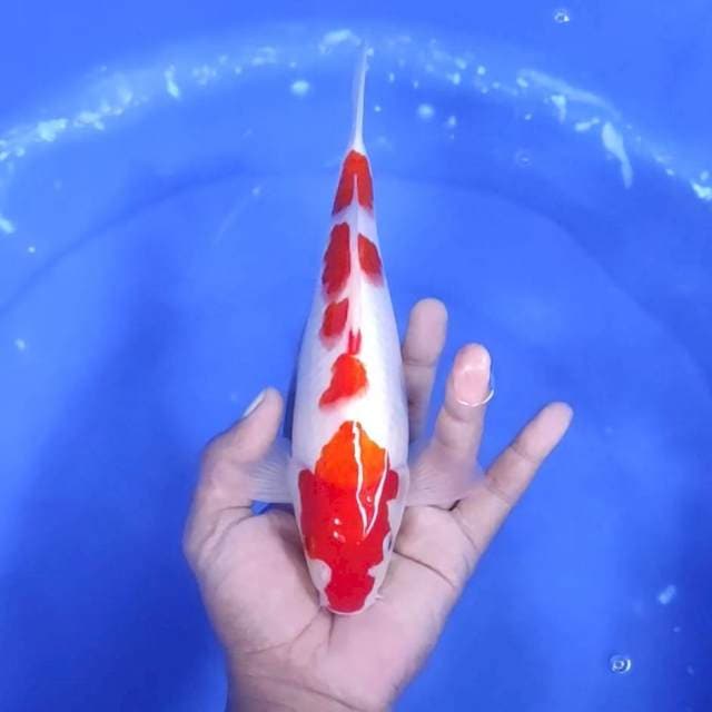 4. Kohaku || 25 cm || Jantan