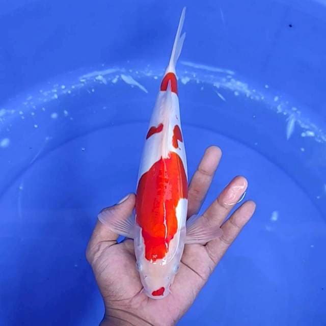 5. Kohaku Doitsu Murni || 29 cm || Jantan