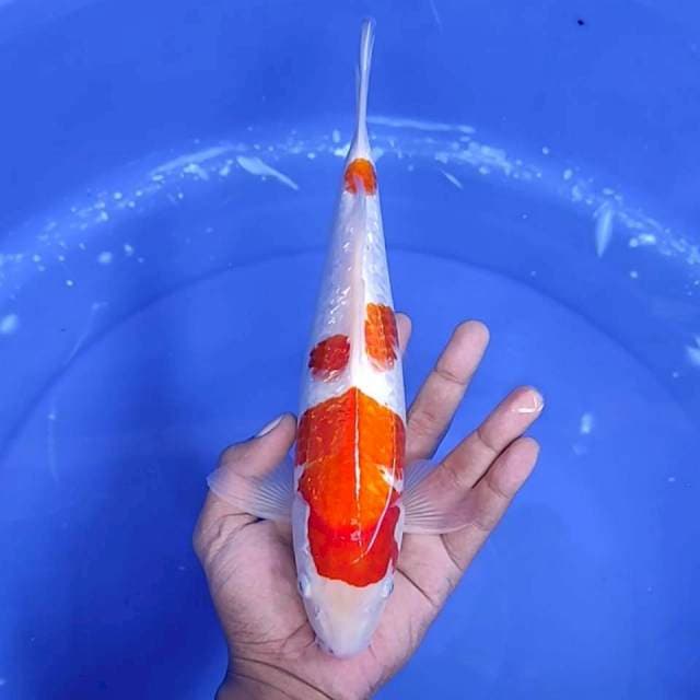 7. Kohaku Ginrin || 29 cm || Jantan