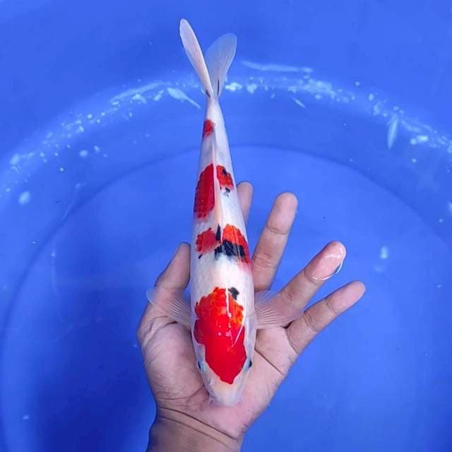 8. Sanke || 27 cm || Jantan