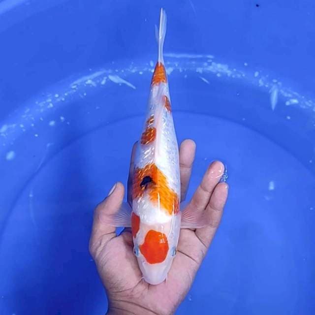 9. Maruten Sanke Ginrin Original || 28 cm