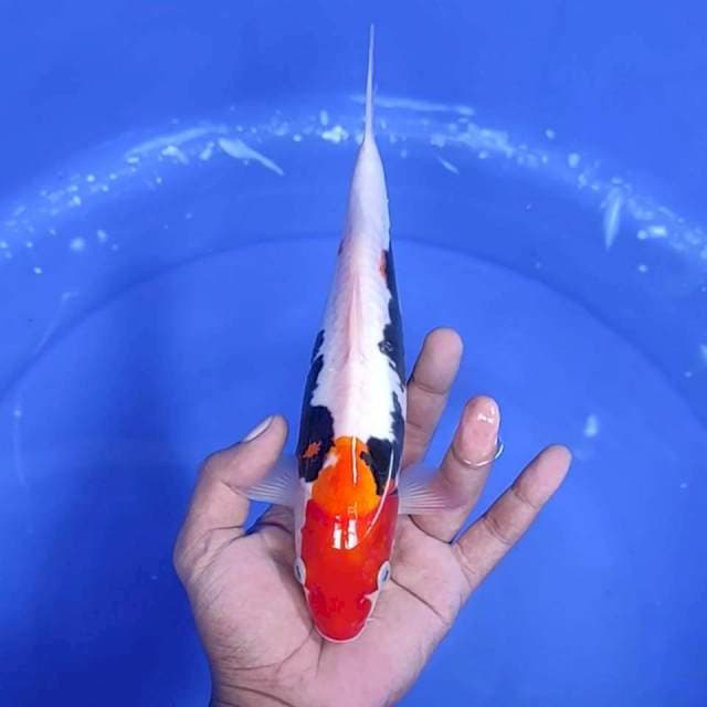 11. Beni Kumon || 26 cm