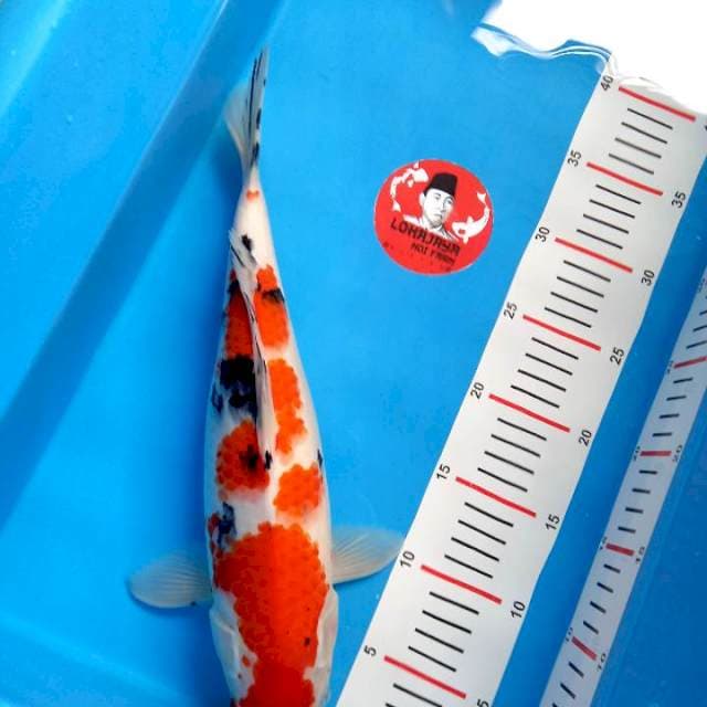 Sanke 35cm female