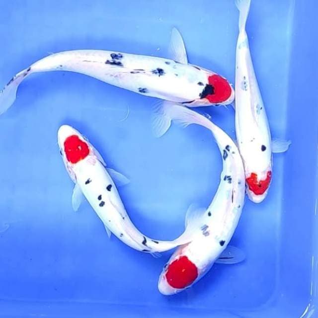 TANCHO ( 4 EKOR) # 21-26CM