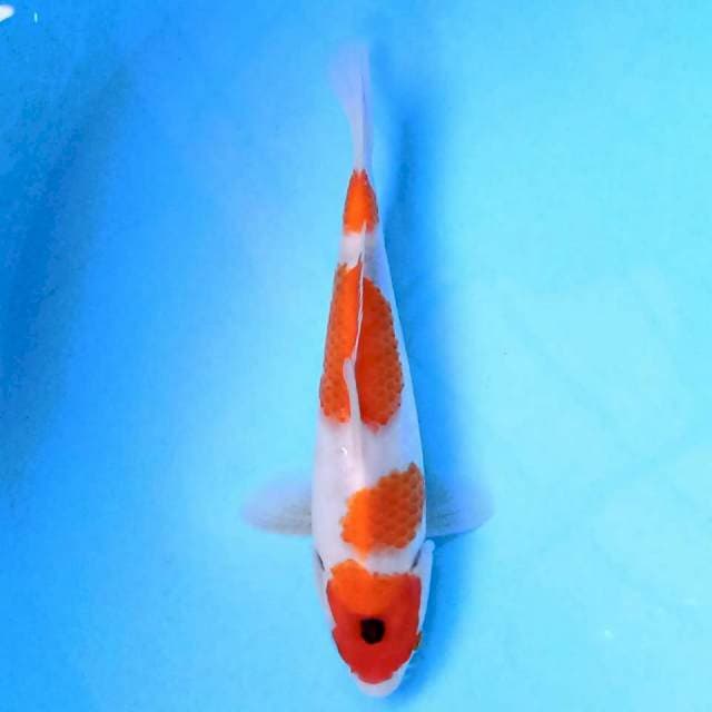 Showa 21 cm