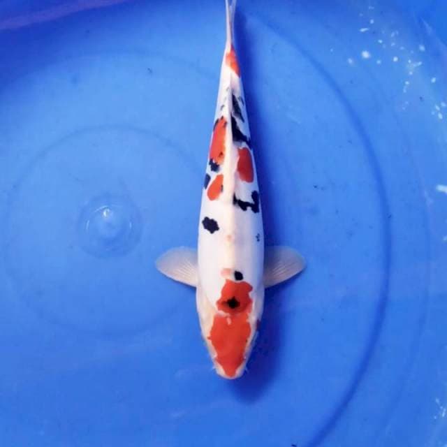 ⭐TEJO SANKE MALE 100% RED ORIGINAL