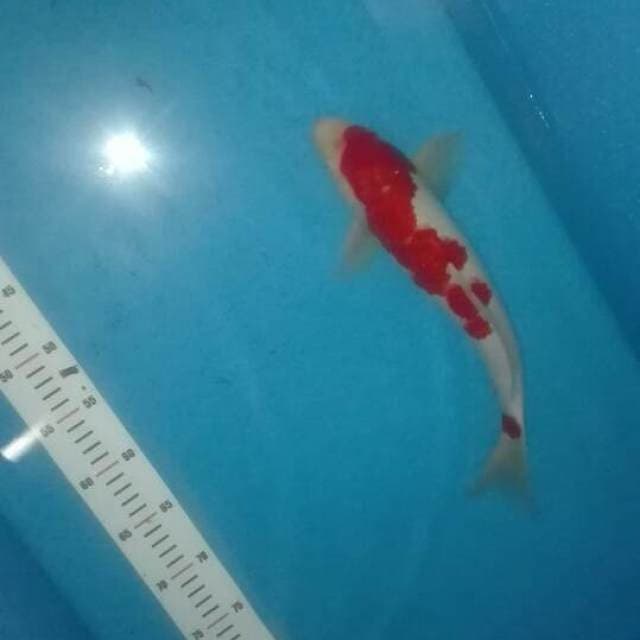kohaku