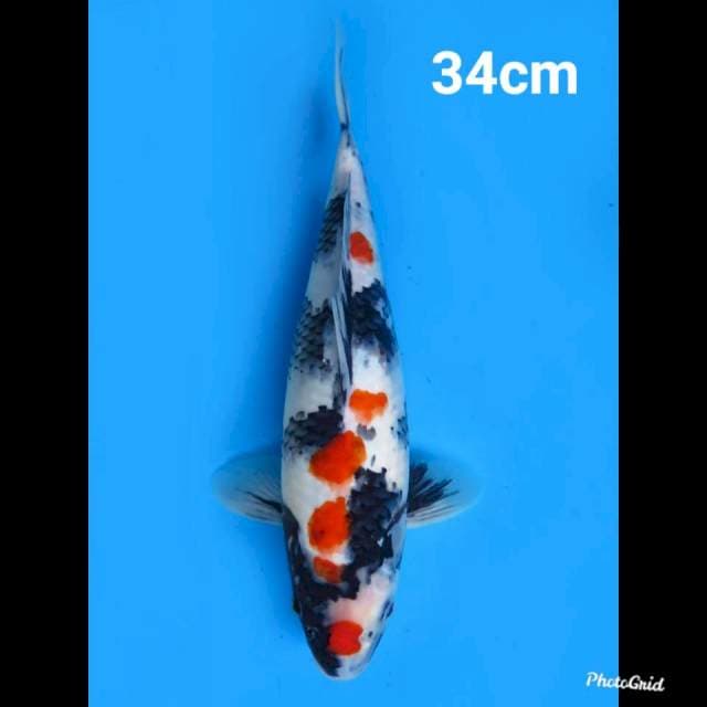 F1 Kindai Showa Ori 34cm