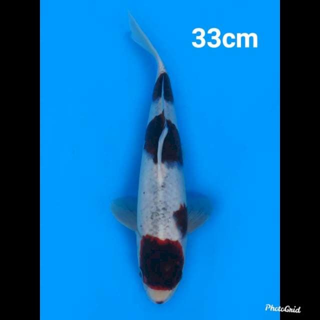 Budo Goromo Ori 33cm