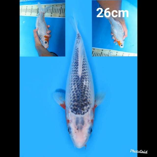 Asagi 26cm