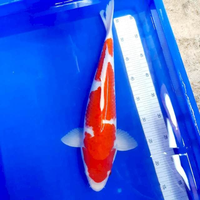 Inazuma 41 cm male