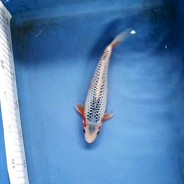 22cm