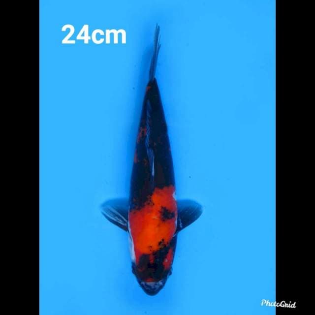 24cm Male , Hi Showa