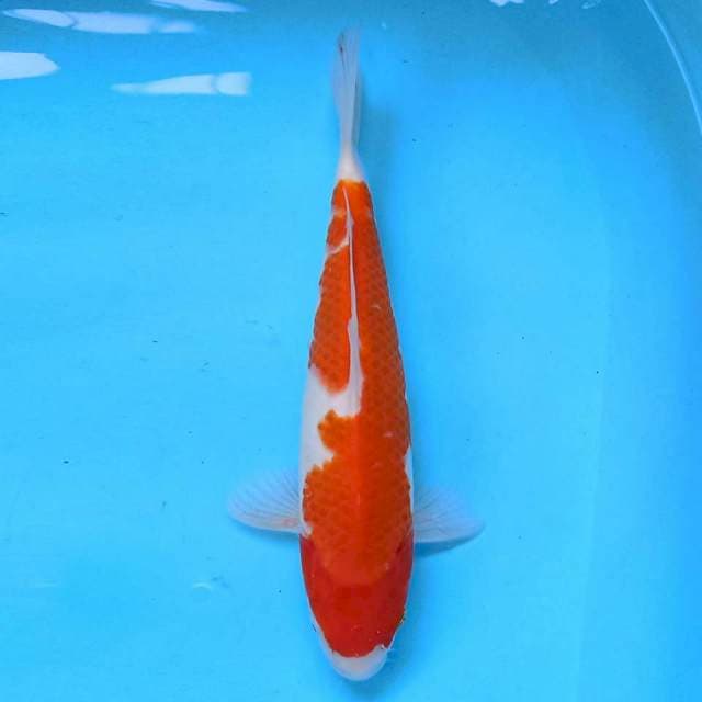 Kohaku 27 cm