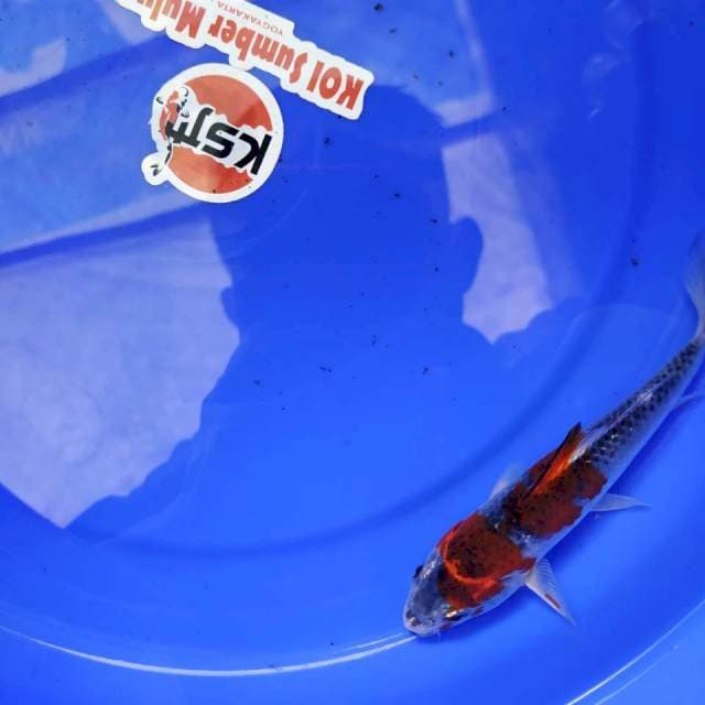 KSM003- KUJAKU 16BU