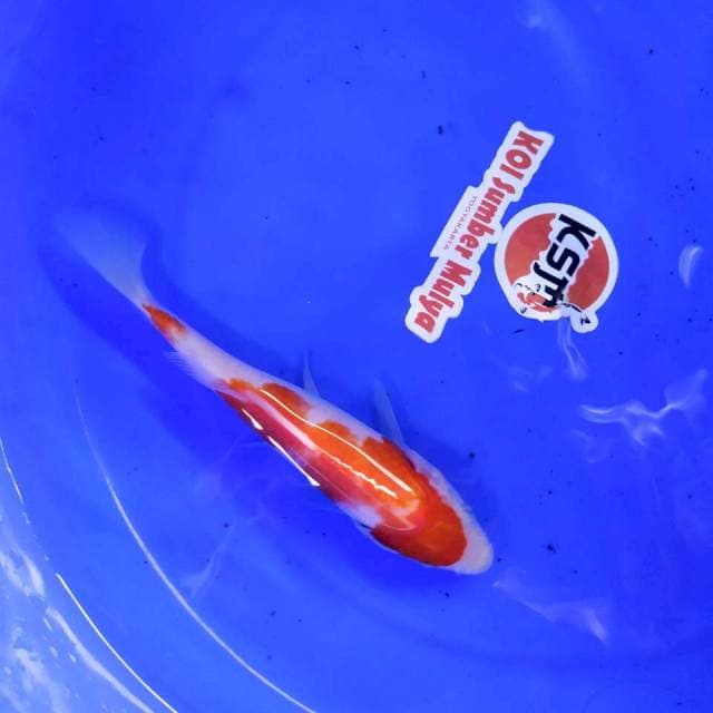 KSM004- KOHAKU 16BU