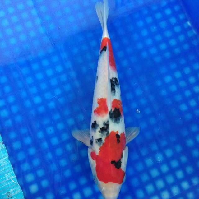 Sanke 29cm