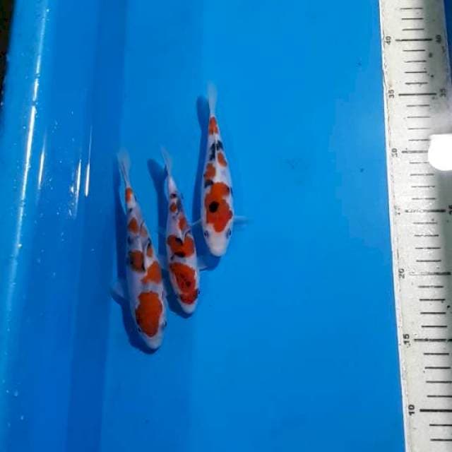 AMUNISI SANKE READY SHOW 14-16 CM