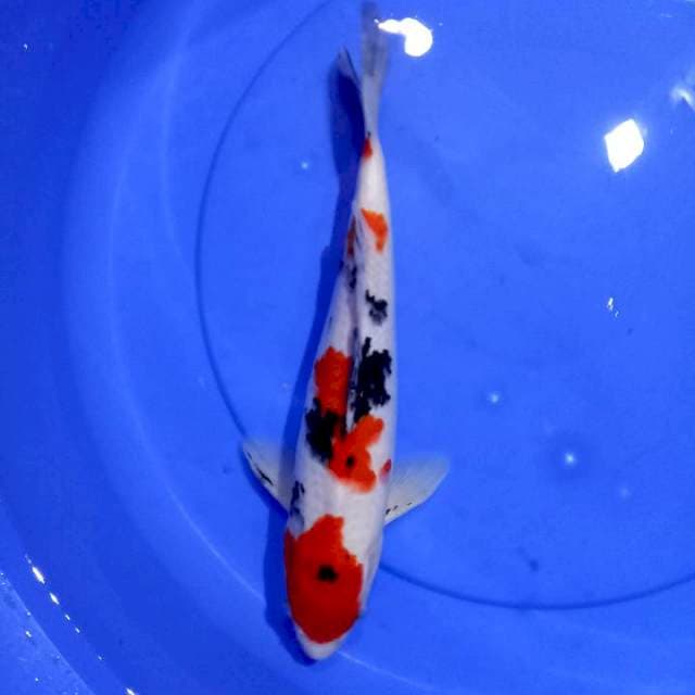 Sanke, 30cm male