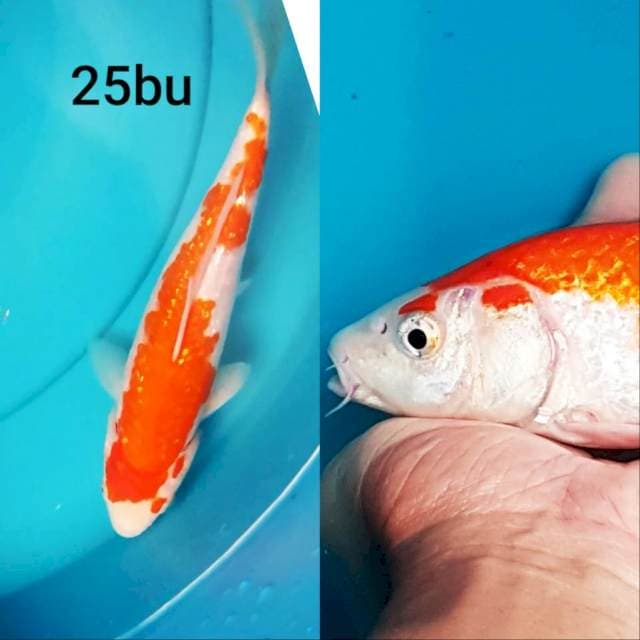 KOHAKU FULL GINRIN 25bu