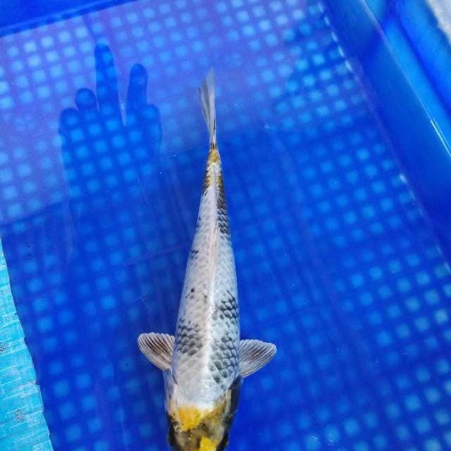Kin showa 30cm