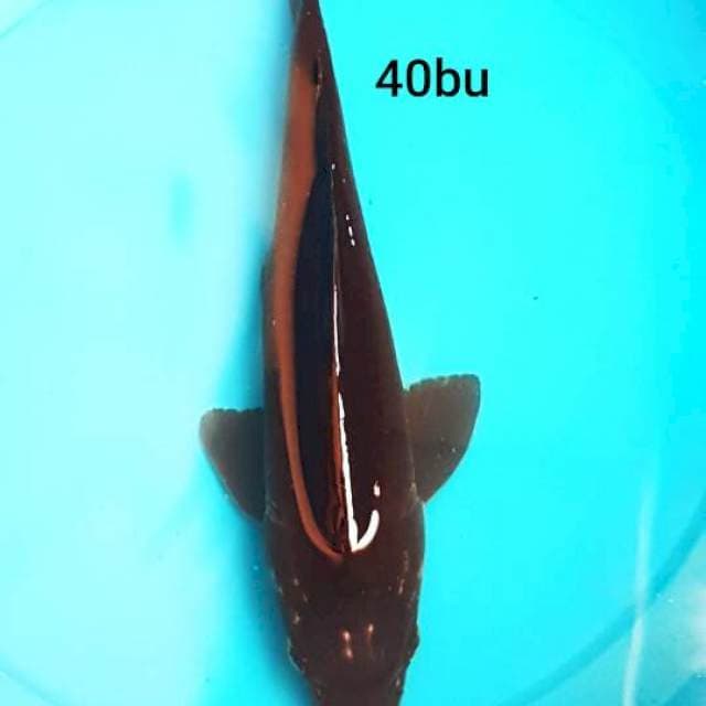 KARASUGOI 40bu