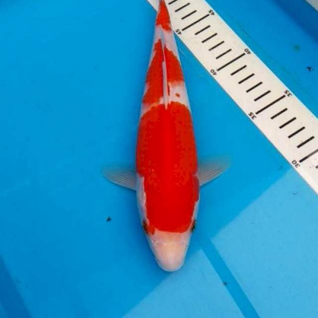 Kohaku