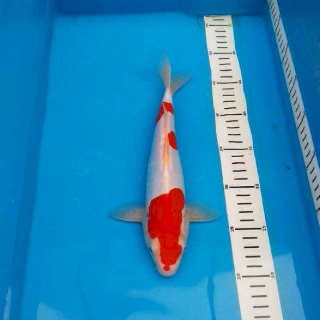 Kohaku doitsu