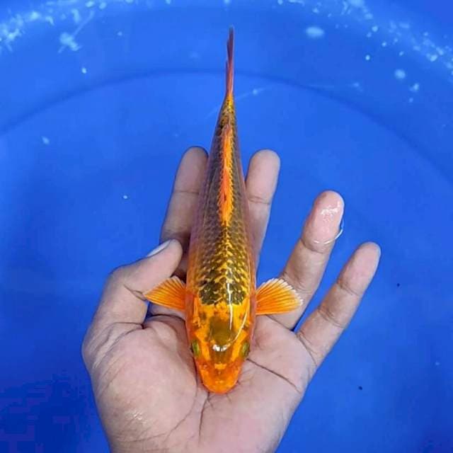 Kin matsuba / 20 cm