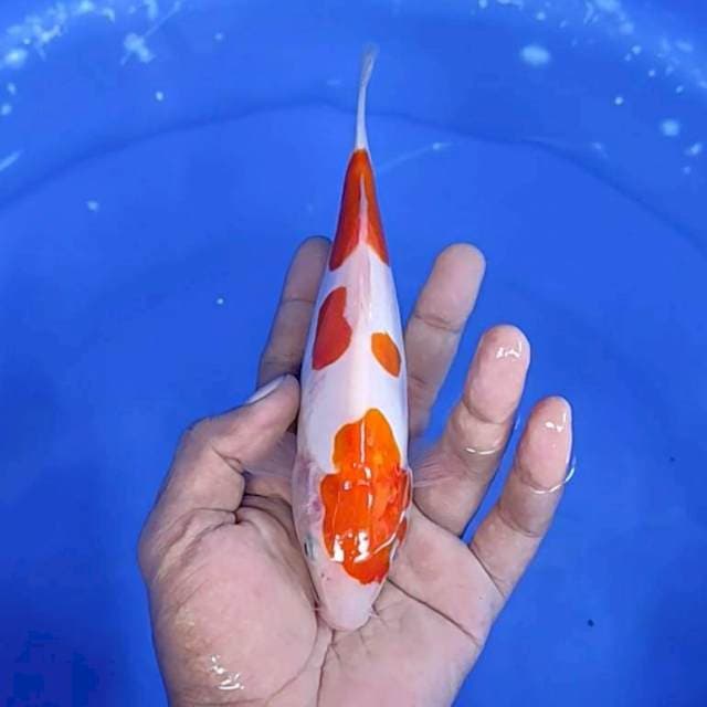 Doitsu / 20 cm